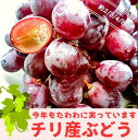 【チリ産】残りわずか お見逃しなく! レッドシードレス【ぶどう】【店長厳選】タネなし チリ産 2キロ 3キロ 4キロ 8キロ フルーツ ギフト 葡萄 ブドウ 皮のまま食べられる 送料無料 甘い ビタミン豊富 おやつに最適 食べやすい お子様にもおすすめ