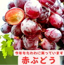 【アメリカ産】レッドシードレス【ぶどう】【店長厳選】タネなし チリ産 2キロ 3キロ 4キロ 8キロ フルーツ ギフト 葡萄 ブドウ 皮のまま食べられる 送料無料 甘い ビタミン豊富 おやつに最適 食べやすい お子様にもおすすめ