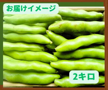 そらまめ 2kg 青森県産・秋田県産 送料無料 空豆 豆 蚕豆 天豆 まめ ノラマメ シガツマメ ナツマメ フェーブ ファーヴェ 3
