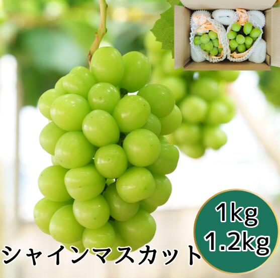 【長野県産】シャインマスカット 2房セット1キロ 1.2キロ 産地厳選 ぶどう 葡萄 ブドウ 種なしぶどう ギフト 贈答用 プレゼント 旬 果物 旬のフルーツ 種なしシャインマスカット お取り寄せ 皮ごと食べられるぶどう 高級フルーツ 国産 お取り寄せ 甘い 厳選