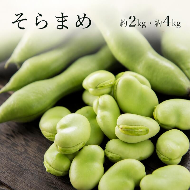 楽天市場】そらまめ kgの通販