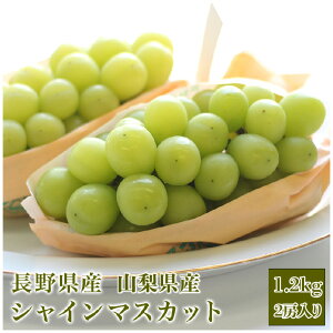 【長野・山梨県産】シャインマスカット 1.2キロ (2房入り)ぶどうシャインマスカット フルーツ ギフト プレゼント送料無料