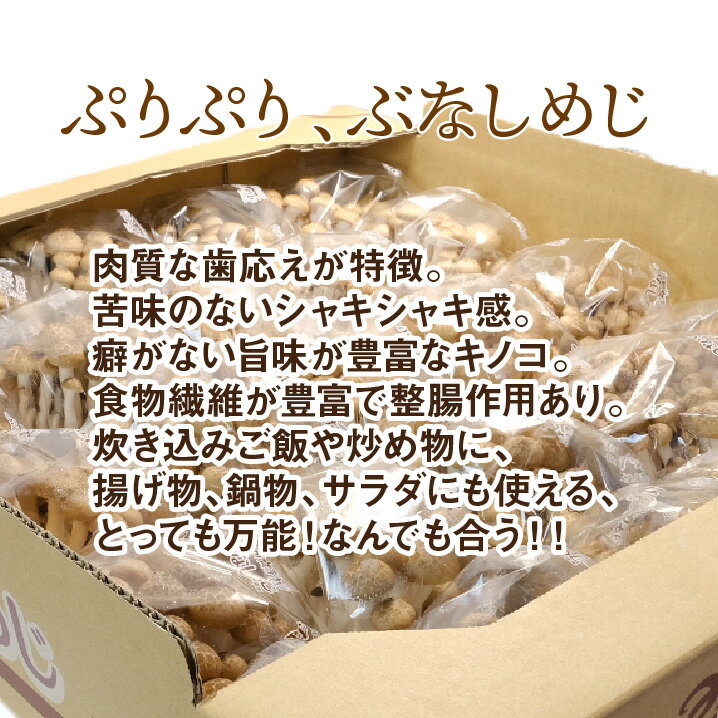 【長野県産】ぶなしめじ 25個入り 2.5kg 1個100g 送料無料 しめじ ぶな きのこ キノコ 占地 湿地 2