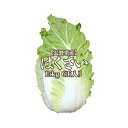 【茨城産】白菜 6玉入り 15kg 1玉2.5kg 送料無料 はくさい ハクサイ hakusai その1