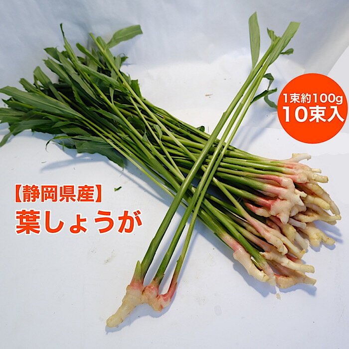 【静岡県産】葉しょうが 葉生姜 10束入り 約1kg 送料無料 箱売り 旬