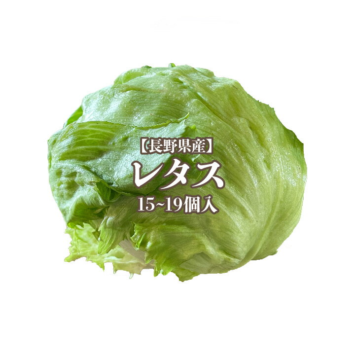 レタス L〜2L 15〜19個入 送料無料 野菜 サラダ うまい 萵苣 チシャ lettuce