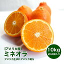 【アメリカ産】ミネオラ 10kg 約60個入 箱売り セミノールの兄弟 きれいなオレンジ(4)