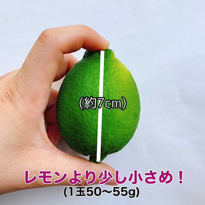 �ڳ�ŷ�����ѡ������� 10��OFF����3/11(��)1��59���ۡڥᥭ�������ۥ饤�� Ȣ��� 1Ȣ 40�� 2kg ����������� ˧�� �֤䤫�� ��̣ ����̵��