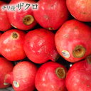 ̵ڥ껺ۥ 2~12 ֤ ̵ pomegranate     Ť ʪ ե롼 ...