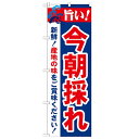 のぼり「旨い!今朝採れ 2800」のぼり屋工房 21689 幅600mm×高さ1800mm/業務用/新品/小物送料対象商品(3)