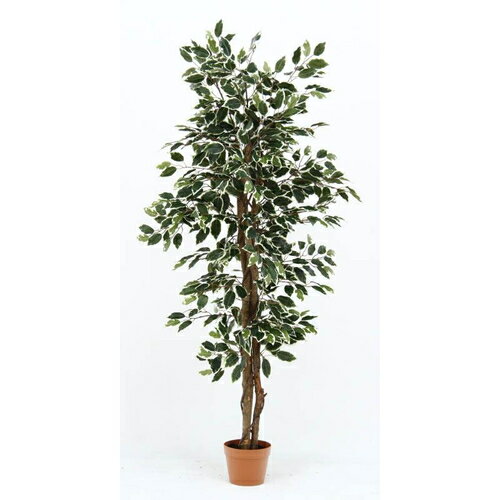 観葉植物 フィカス 690 B 19843/業務用/新品/送料別