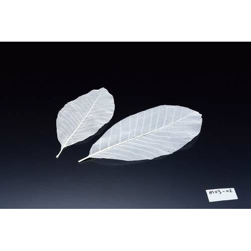■商品説明■商品名：網朴葉(S)50枚入メーカー：ヤマコーメーカー品番：21-441-05外形寸法：幅25~30cm(mm)お届け数：1商品コード：24320【配送料について】【ご注意】画面上の色はブラウザやご使用のパソコンの設定により実物と異なる場合があります。