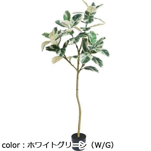 ポピー フィカスアルテシマ GLP-1533 全長150cm・葉長13.5～20cm・幅60cm ポットφ15cm×H12.5cm/業務用/新品/小物送料対象商品