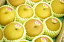 新潟県 豊水梨の通販 糖度13度以上。一糖賞・糖鮮確実・梨の実館 5kg 約8玉〜約16玉
