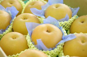 秋月梨（あきづき梨）糖度約13度の和梨