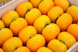 庄内柿販売取寄 種が無くなめらかな食感の柿を通販で 2L〜3Lサイズ 約5k 約24玉〜約28玉 山形産