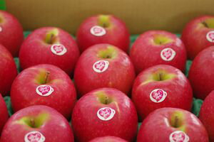 ピンクレディーりんご♪5kg　約14玉〜約20玉 【長野県産】まさに・・幻の入手困難のリンゴ！★新品種★のサムネイル