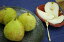 ゼネラルレクラーク通信販売 山形西洋梨でサビが特徴の洋梨を販売取寄。小箱 約4玉〜約6玉入