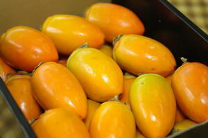 筆柿（ふでがき）通販 愛知県幸田町特産の珍宝柿を販売取寄。約3kg 約20玉〜 愛知産