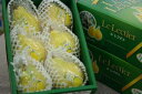 お歳暮ルレクチェ通販 新潟県特産の西洋梨レクチェを販売取寄。約2kg 約5玉~約7玉