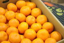 味ピカみかん通信販売 愛媛県川上共選の最上級をお歳暮愛媛みかんに 糖度約12・5度 約5kg