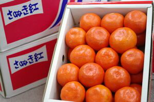 さぬき紅みかん通販 お歳暮香川県みかんに。小原紅早生は果皮・果肉も紅色 約2・5kg