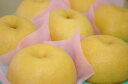 糖度12度以上!新興梨販売 和梨を通販で取寄 新潟産しんこう梨 約3玉~約7玉