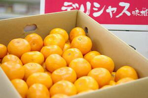 デリシャス13みかん 熊本県産をお歳暮みかんに。糖度13度以上 5kg S〜L
