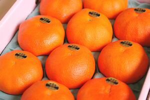 甘平（かんぺい）通信販売 愛媛産プチプチした食感が特徴の柑橘を販売取寄。約8玉〜約15玉 愛媛産