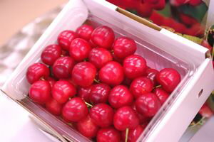 お中元大将錦さくらんぼ販売　500g バラ詰め L〜2L 山形さくらんぼ通販ギフトは7月上旬