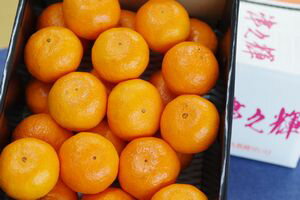 津之輝（つのかがやき）通信販売 温室栽培の糖度約13度の柑橘を販売取寄。中箱 約3kg S〜2L 長崎県産