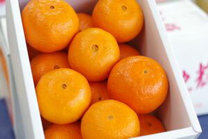 津之輝（つのかがやき）通販 温室栽培の糖度約13度の柑橘を販売取寄。小箱 約2kg S〜2L 長崎県産