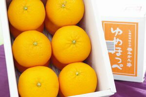 ゆめほっぺ　山口産通販 糖度13.5度以上のせとみを通販で取寄。約2kg 約8玉〜約12玉 山口県産　3/下旬頃より