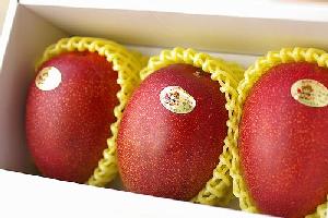 夏姫　糖度15度以上！厳選完熟マンゴー♪2玉及び3玉　化粧箱　【鹿児島産】
