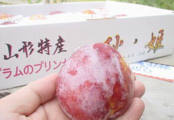 秋姫(あきひめ)プラム通販 山形県産 初秋が旬のすすももを販売取寄 約10玉前後