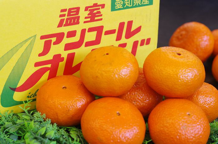 温室アンコールオレンジ 愛知県伊良湖産 約2.5kg