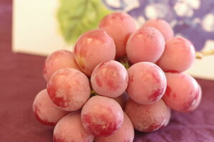 クイーンニーナ葡萄通販 大粒で種が無く高糖度な赤色系ぶどうを販売取寄。 1房 山梨・他産地