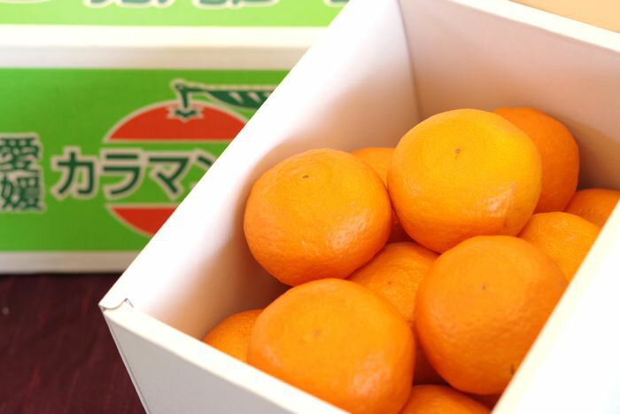 みかん カラマンダリンオレンジ通販 春みかんと呼ばれるカラーを販売取寄。約2kg S〜2L 愛媛県産