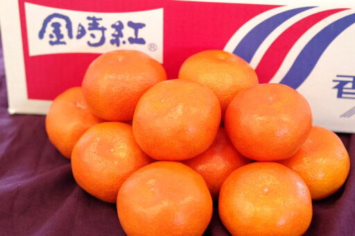 金時紅みかん通信販売 お歳暮香川県みかんに。小原紅早生は果皮・果肉も紅色 約5kg 金時紅みかん通信販売 お歳暮香川県みかんに。小原紅早生は果皮・果肉も紅色 約5kg