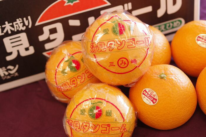 三崎共選木成り清見タンゴール 等級【特選】糖度約12.5度 約3kg 当店オリジナル箱で配送です。