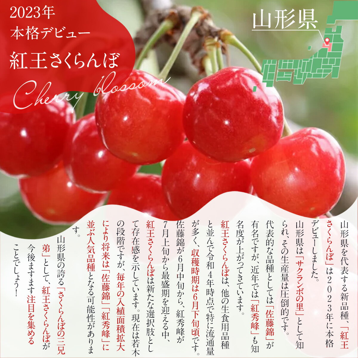 やまがた紅王 さくらんぼ通販 2L 200g×4パック入 約25粒 実横径25mm以上 等級マル以上