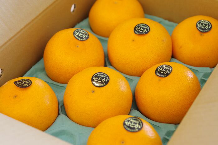 せとか 長崎県 マルナン 大トロの異名をもつ柑橘を販売取寄　約4玉〜約6玉