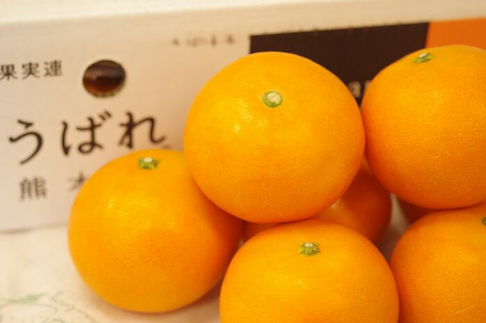 ゆうばれ　熊本県産新品種の柑橘　サイズ 約5kgのサムネイル