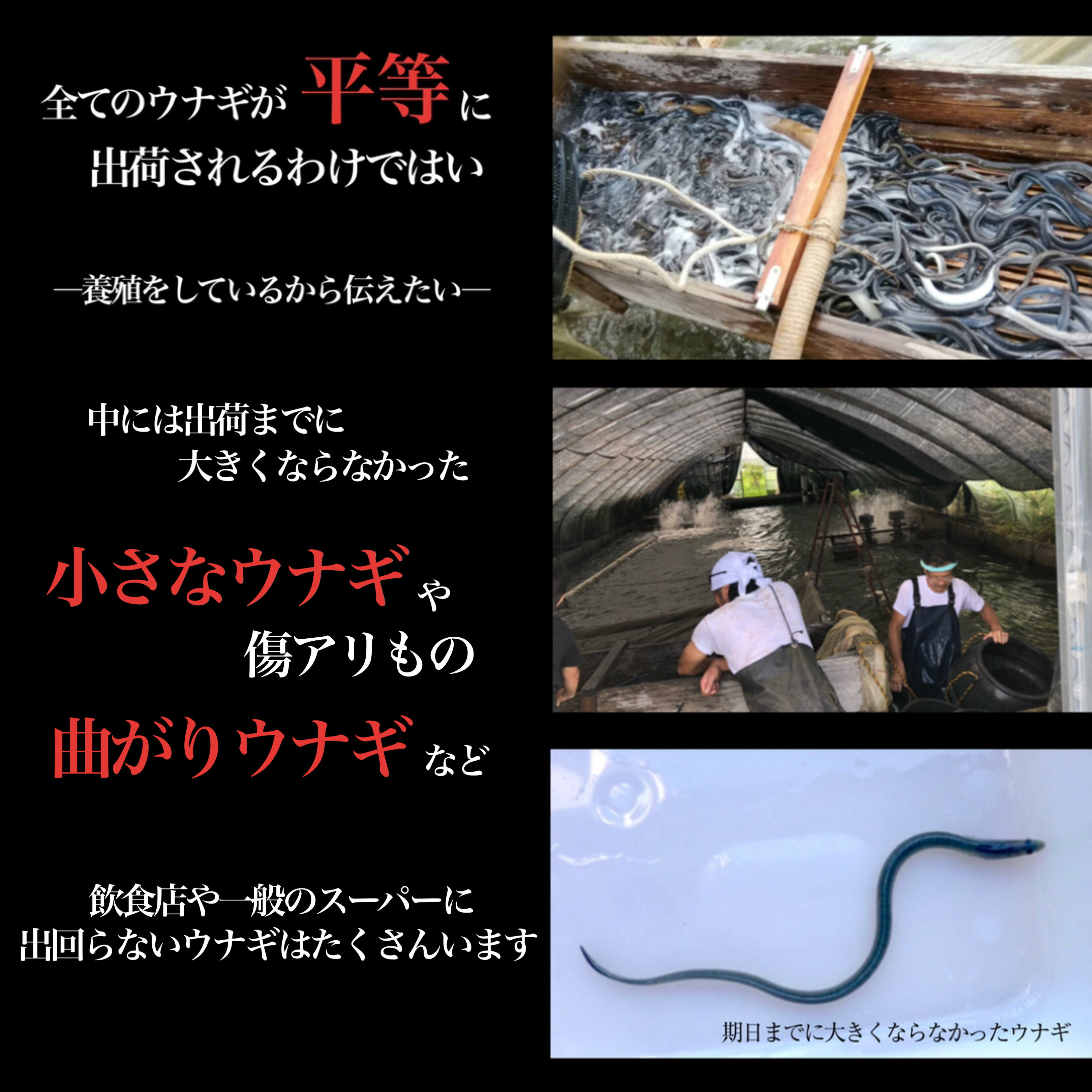 【レンジで温めるだけかんたん】訳ありうなぎ焼きおにぎり10ヶ入り国産蒲焼ひつまぶしワケありうなぎ屋うな重うな丼1kg仕送り