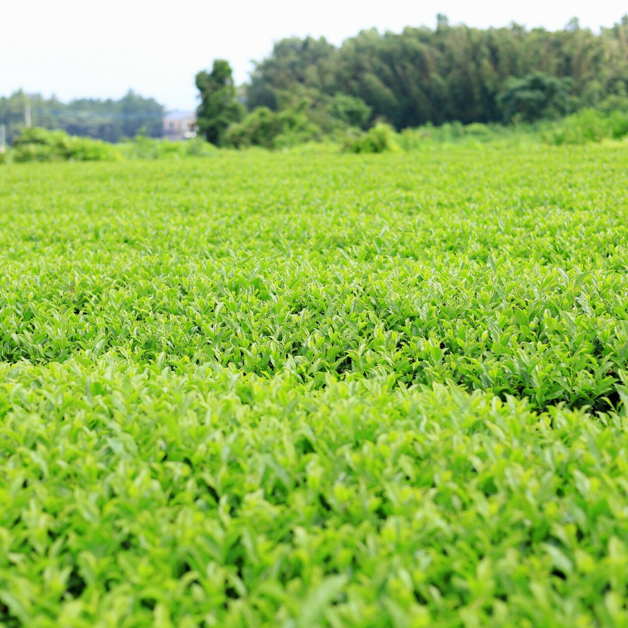 ������Τߤ�����10�ġʤ����������˲����ѡ�£���ѡ�������ǻ����������ꡡ����ľ�����ȥåԥ󥰡��Ų���������̾�Хե�����