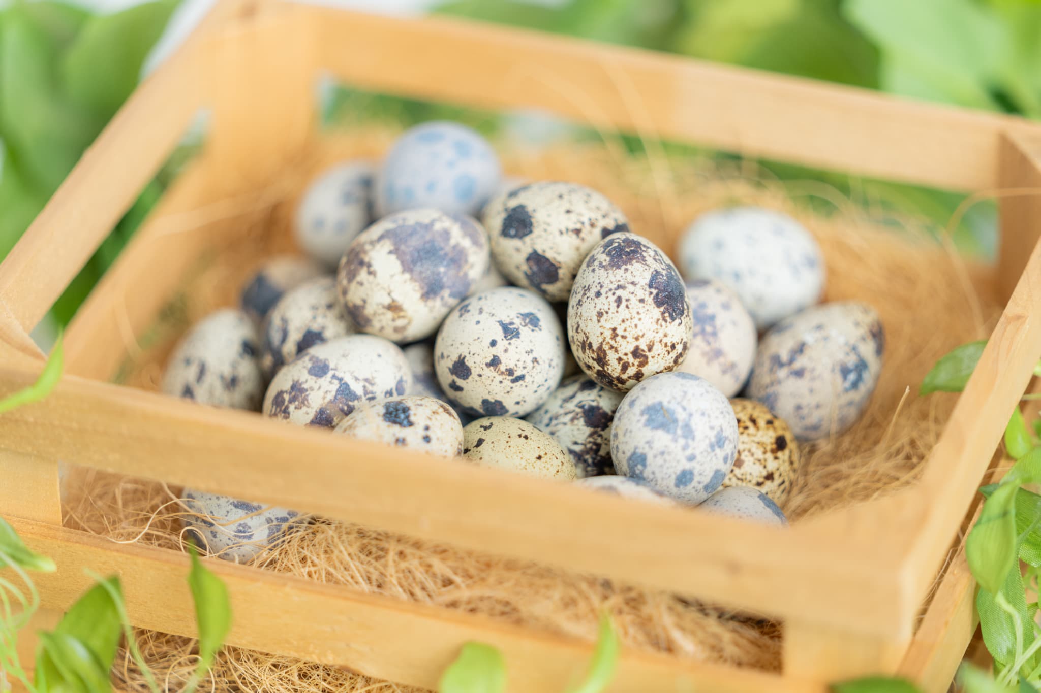 うずらの生卵 60個とハサミセット 家庭用 贈答用 新鮮 濃厚 こだわり 産地直送 トッピング 静岡県産 浜名湖ファーム