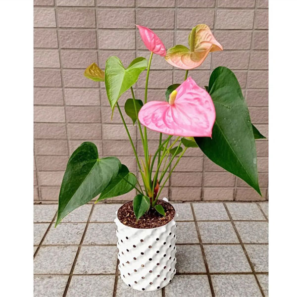 �롼�ȥץ饹�ݥå�1.5L��3�ĥ��åȡ����Ȥ߹�碌��ͳ����ʪ����ǽ�ò���������ȭ���廫���ɤ����������ꡡGS-AP120Mini