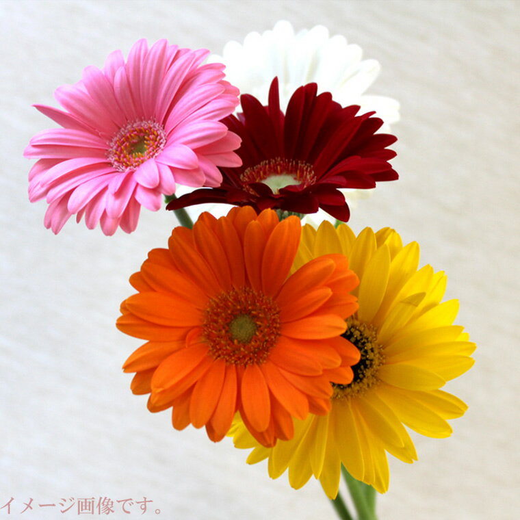 ガーベラの花束に追加用 【価格は1本分です】必要本数をご購入下さい【色合い】は花束でご選択の色と同様になります。※このガーベラのみでのご注文の場合は送料が発生します