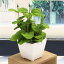 ミント人工観葉植物 アートグリーン消臭抗菌 光触媒 テルクリン 選択可インテリアグリーン 開店祝い 開業祝