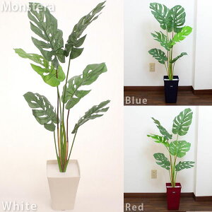 インテリアグリーン お部屋を彩る人気の観葉植物のおすすめランキング わたしと 暮らし インテリアグリーン お部屋を彩る人気の観葉植物のおすすめランキング わたしと 暮らし